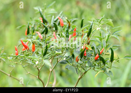 frische Chili am Baum im Garten Stockfoto