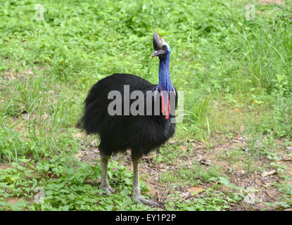 Kasuar Vogel (Casuarius Casuarius) in der Natur Stockfoto