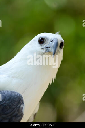 weiße Bellie Seeadler in der Natur Stockfoto