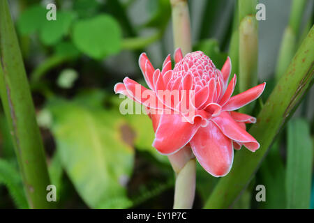 Etlingera Elatior Blume im Garten Stockfoto