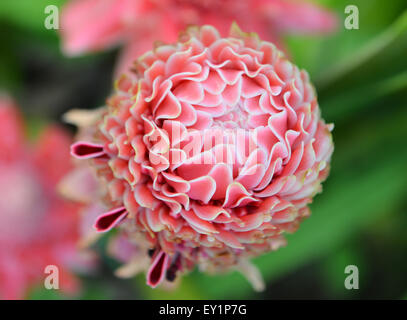 Etlingera Elatior Blume im Garten Stockfoto