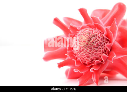 Etlingera Elatior Blume isoliert auf weißem Hintergrund Stockfoto