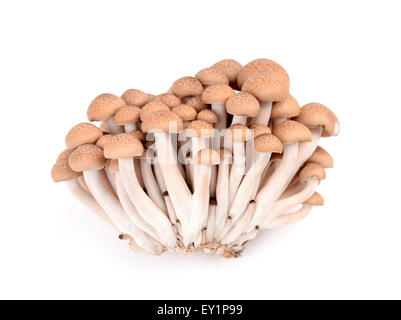 Shimeji Pilz isoliert auf weißem Hintergrund Stockfoto