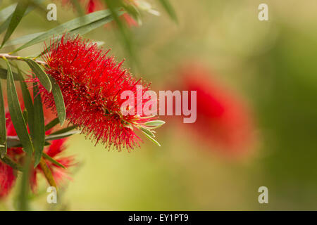 Wunderschöne Australian native Zylinderputzer, leuchtend rot und cremige Hintergrund. Stockfoto