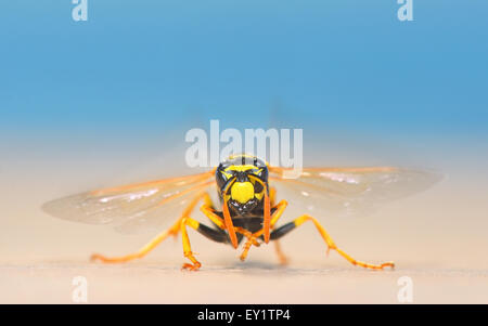 Europäischen Riesen Hornisse im Sommer Stockfoto