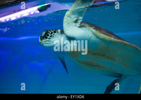 Schildkröte im Aquarium schwimmen Stockfoto