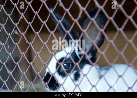 Detail der Hase hinter Gittern Stockfoto