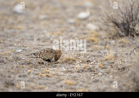 Black-faced Sandgrouse (Pterocles Decoratus), die Nahrungssuche in der kargen Vegetation, Samburu National Reserve, Kenia Stockfoto