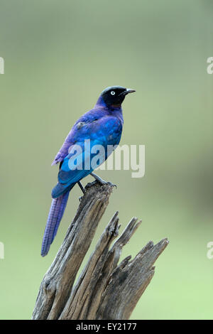 Rüppell Starling (Glanzstare Purpuroptera), Masai Mara National Reserve, Kenia Stockfoto