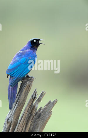 Rüppell Starling (Glanzstare Purpuroptera), mit der Aufforderung, Masai Mara National Reserve, Kenia Stockfoto