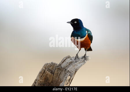 Superb Starling (Glanzstare Superbus), thront, Samburu National Reserve, Kenia Stockfoto