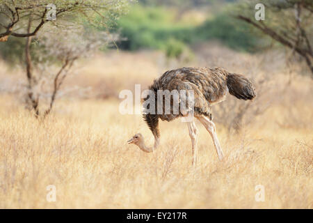 Somali-Strauß (Struthio Molybdophanes), Weiblich, Samburu National Reserve, Kenia Stockfoto