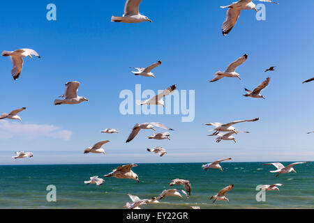 Hastings, UK. 19. Juli 2015. Eine Herde von Möwen fliegen über das Meer in schönen Nachmittag Sonnenschein in der Nähe von Hastings Strand Stockfoto