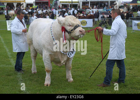 Royal Welsh Show, Builth Wells, Powys, UK Juli 2015. Ein britischer Charolais Stier in der Show-Arena mit zwei Bauern Handler gezeigt werden. Die Veranstaltung zieht mehr als 7.500 Vieh Einträge. Stockfoto