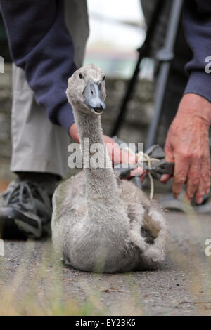 Walton on Thames, Surrey, UK. 20. Juli 2015. Ein Cygnet hat es die Beine sanft gefesselt wie es gewogen, gemessen und am ersten Tag des Swan Upping 2015 markiert. Der Schwan-Oberteil versammeln sich vor der Weir-Kneipe vor eine Woche lang im Überblick die Schwäne auf der Themse zwischen Sunbury in Surrey und Abingdon in Oxfordshire. Bildnachweis: Julia Gavin UK/Alamy Live-Nachrichten Stockfoto