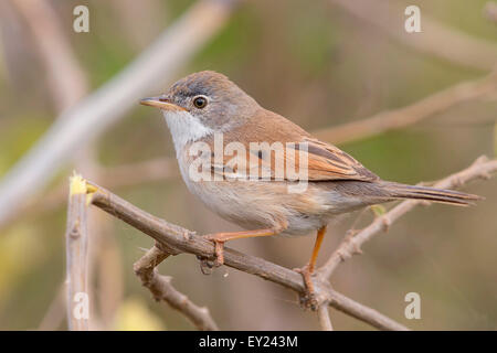 Brillentragende Warbler, Santiago, Kapverden (Sylvia Conspicillata Orbitalis) Stockfoto