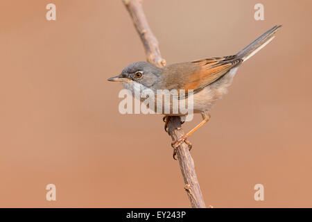 Brillentragende Warbler, Erwachsener, Männlich, Santiago, Kapverden (Sylvia Conspicillata Orbitalis) Stockfoto