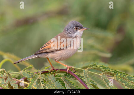 Brillentragende Warbler, Erwachsener, Männlich, Santiago, Kapverden (Sylvia Conspicillata Orbitalis) Stockfoto