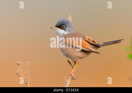 Brillentragende Warbler, Erwachsener, Männlich, Santiago, Kapverden (Sylvia Conspicillata Orbitalis) Stockfoto