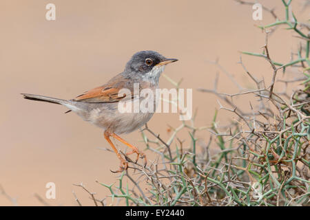 Brillentragende Warbler, Erwachsener, Männlich, Boavista, Kapverden (Sylvia Conspicillata Orbitalis) Stockfoto