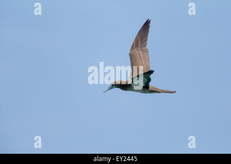 Braun Sprengfallen, Jugendkriminalität, Flug, Boavista, Kapverden (Sula Leucogaster) Stockfoto