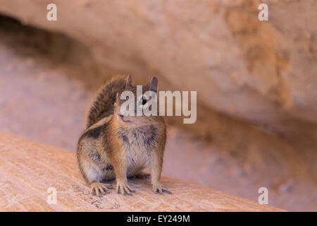 Streifenhörnchen, Bryce Canyon, Utah USA Stockfoto