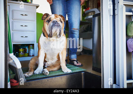 Porträt von Bulldog und Womans Beine in Anhänger-Tür Stockfoto