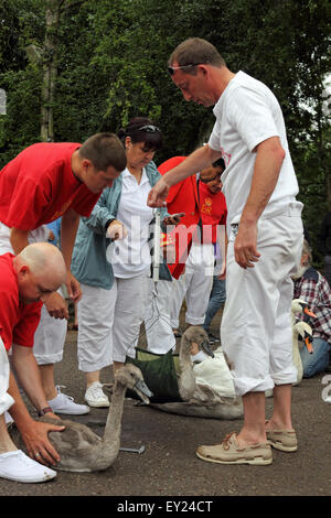 Walton-on-Thames, Surrey, UK. 20. Juli 2015. Eine Familie von Schwänen werden gewogen, gemessen und am ersten Tag des Swan Upping 2015 markiert. Der Schwan-Oberteil versammeln sich vor der Weir-Kneipe vor eine Woche lang im Überblick die Schwäne auf der Themse zwischen Sunbury in Surrey und Abingdon in Oxfordshire. Bildnachweis: Julia Gavin UK/Alamy Live-Nachrichten Stockfoto