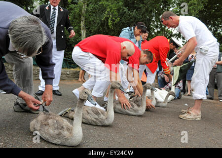 Walton-on-Thames, Surrey, UK. 20. Juli 2015. Eine Familie von Schwänen werden gewogen, gemessen und am ersten Tag des Swan Upping 2015 markiert. Der Schwan-Oberteil versammeln sich vor der Weir-Kneipe vor eine Woche lang im Überblick die Schwäne auf der Themse zwischen Sunbury in Surrey und Abingdon in Oxfordshire. Bildnachweis: Julia Gavin UK/Alamy Live-Nachrichten Stockfoto