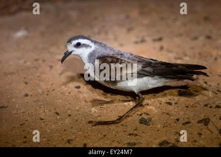 White-faced Sturmvogel, Erwachsener, Boavista, Kapverden (Pelagodroma Marina) Stockfoto