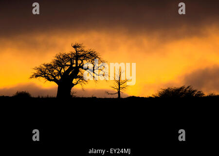Baobab-Baum bei Sonnenaufgang Stockfoto