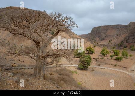 Baobab, Landschaft, Santiago, Kapverden (Affenbrotbäume Digitata) Stockfoto