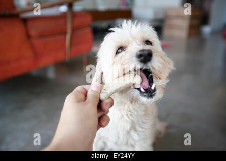 Hand der jungen Frau füttern Hund ein Keks im Wohnzimmer Stockfoto