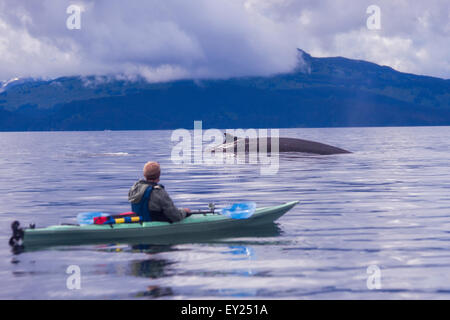 Kajakfahrer männlichen Meer beobachten Finnwal, Kodiak, Alaska, USA Stockfoto