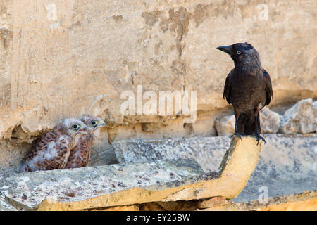 Dohle, Rötelfalke, Küken, Erwachsener, Basilikata, Italien (Corvus Monedula) Stockfoto