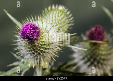 Eine gemeinsame Distel Blume Knospe, mitten im Sommer blühen. Stockfoto