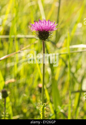 Mariendistel in einer grünen Wiese Unschärfe Stockfoto
