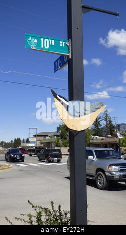 Vögel in der Stadt Invermere British Columbia Kanada Stockfoto