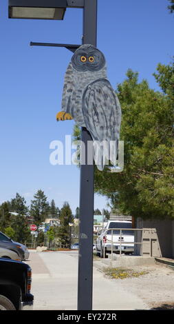 Vögel in der Stadt Invermere British Columbia Kanada Stockfoto