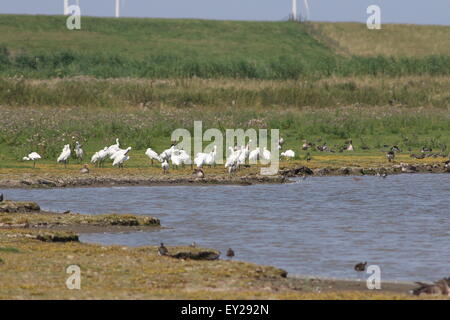 Große Kolonie von eurasische Löffler (Platalea Leucorodia) an der Küste des Wattenmeeres, Norden der Niederlande Stockfoto