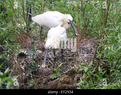 Eurasische Löffler (Platalea Leucorodia) auf dem Nest, ihre Jungen füttert Stockfoto