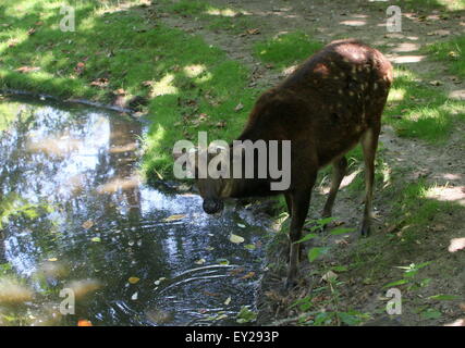 Reifen männlichen Visayan oder philippinischen gesichtet Hirsch (Cervus Alfredi, Rusa Alfredi) - Geweih wurde vergossen Stockfoto