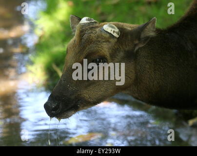 Nahaufnahme des Kopfes von einem Reifen männlichen Visayan oder philippinischen entdeckt Hirsch (Cervus Alfredi, Rusa Alfredi) - Geweih wurde vergossen Stockfoto