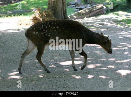 Reifen männlichen Visayan oder philippinischen gesichtet Hirsch (Cervus Alfredi, Rusa Alfredi) - Geweih wurde vergossen Stockfoto