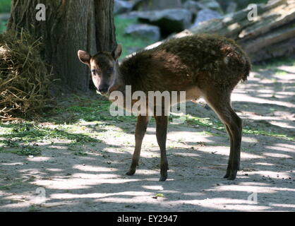 Juvenile Visayan oder philippinischen gefleckte Hirsch (Cervus Alfredi, Rusa Alfredi) Stockfoto