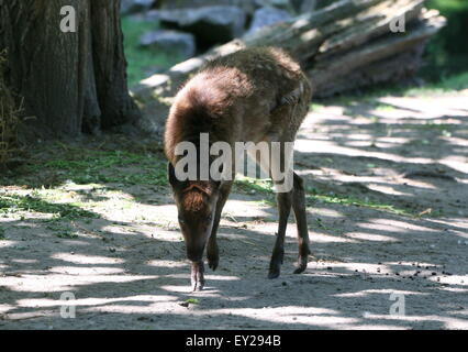 Juvenile Visayan oder philippinischen gefleckte Hirsch (Cervus Alfredi, Rusa Alfredi) Weiden Stockfoto