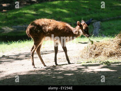 Juvenile Visayan oder philippinischen gefleckte Hirsch (Cervus Alfredi, Rusa Alfredi) Weiden Stockfoto