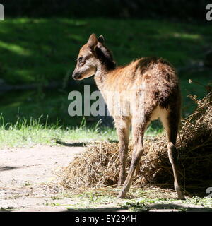 Juvenile Visayan oder philippinischen gefleckte Hirsch (Cervus Alfredi, Rusa Alfredi) Stockfoto