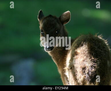 Juvenile Visayan oder philippinischen gefleckte Hirsch (Cervus Alfredi, Rusa Alfredi) im Schatten, Kopf gedreht Stockfoto