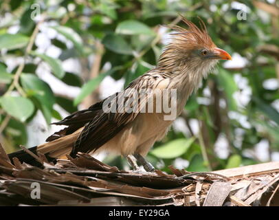 South American Guira Kuckuck (Guira Guira) posiert auf dem Dach, im Profil gesehen Stockfoto